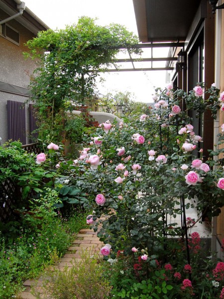 裏庭のテラスへ続くバラのアプローチ