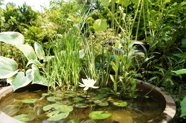 ミニビオトープ　ガーデン　水辺　睡蓮　庭　水鉢　ナチュラル